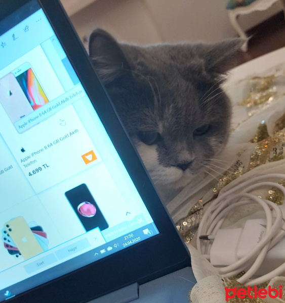 British Shorthair, Kedi  Balı'm fotoğrafı