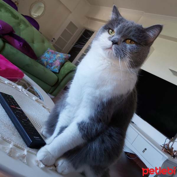 British Shorthair, Kedi  Balı'm fotoğrafı