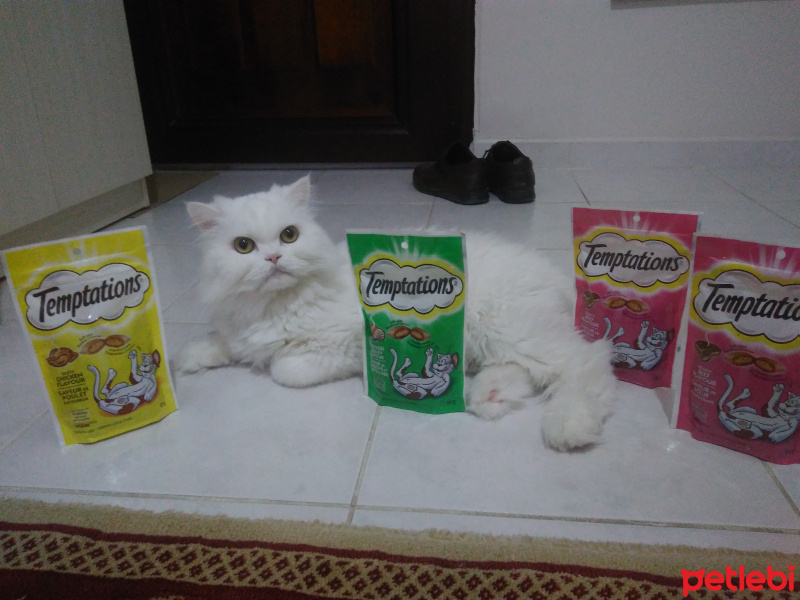 Chinchilla, Kedi  Viny fotoğrafı