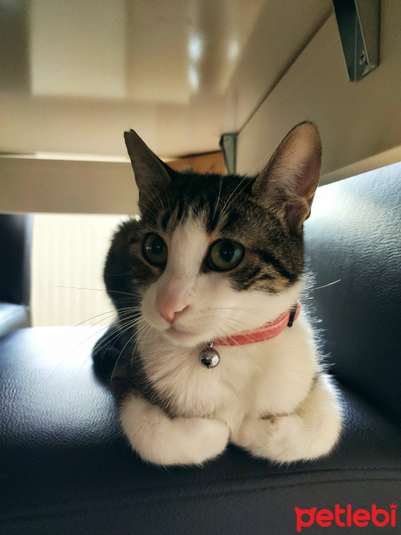 Tekir Kedi, Kedi  Sansa fotoğrafı