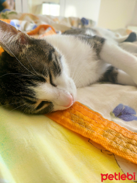 Tekir Kedi, Kedi  Sansa fotoğrafı
