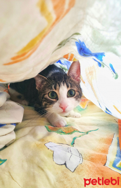 Tekir Kedi, Kedi  Sansa fotoğrafı