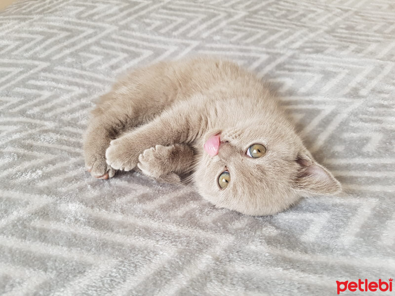 British Shorthair, Kedi  Vera fotoğrafı