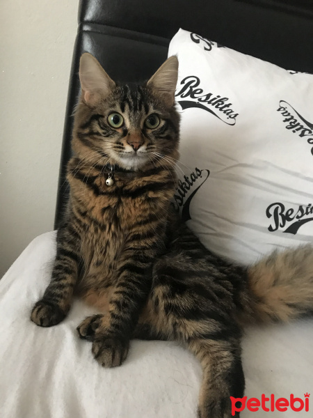 Tekir Kedi, Kedi  Tırtıl fotoğrafı