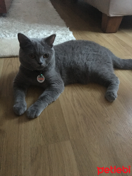 British Shorthair, Kedi  Bediş fotoğrafı