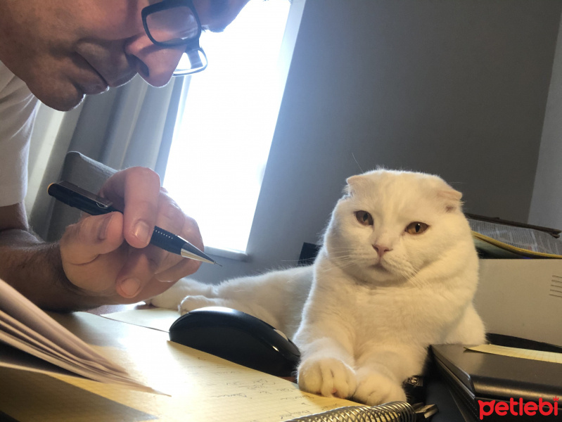 Scottish Fold, Kedi  Boris fotoğrafı