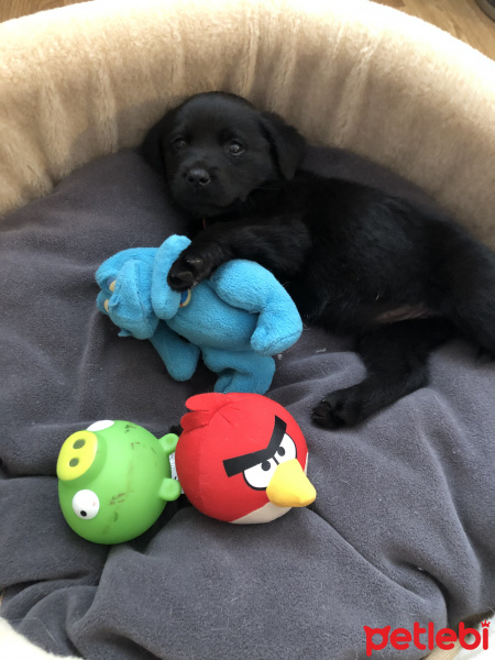 Labrador Retriever, Köpek  Bella fotoğrafı