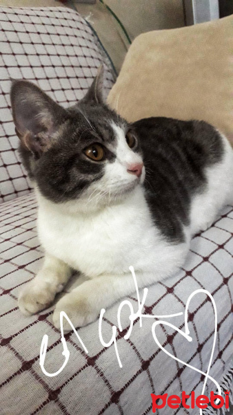 Tekir Kedi, Kedi  Gümüş fotoğrafı