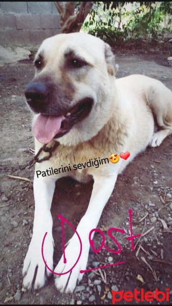 Kangal, Köpek  Dost fotoğrafı
