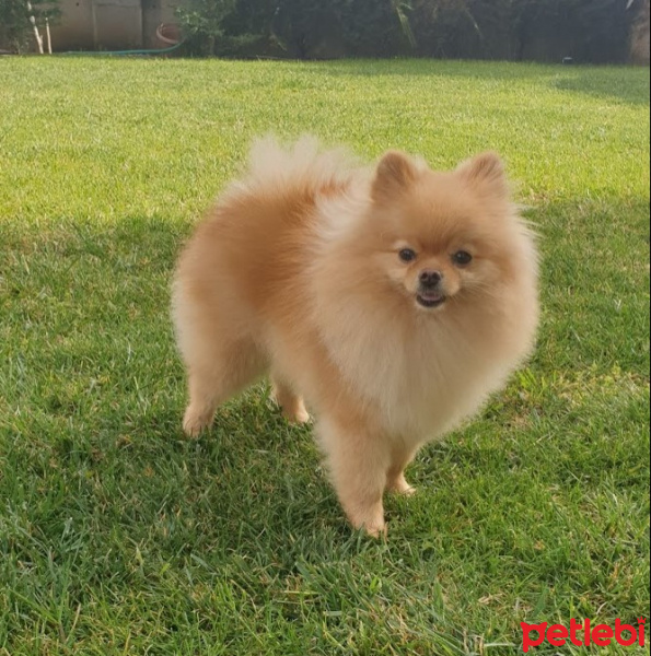 Pomeranyalı, Köpek  Chelsy fotoğrafı