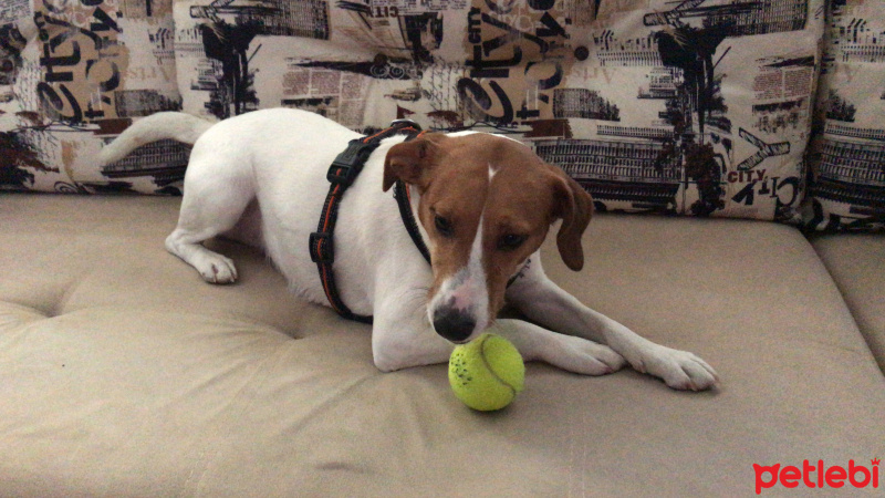 Jack Russell Terrier, Köpek  Marla fotoğrafı