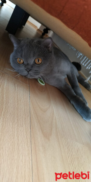 British Shorthair, Kedi  Cipi fotoğrafı