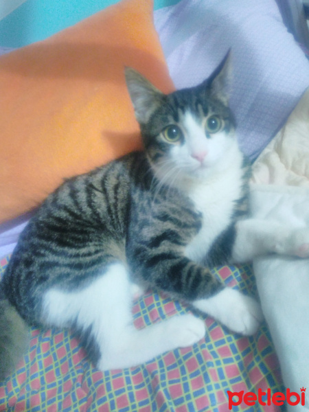 Tekir Kedi, Kedi  Ata Yahya fotoğrafı