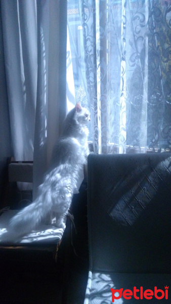 Ankara Kedisi, Kedi  Pamuş fotoğrafı