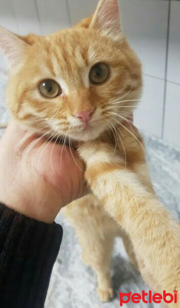 Sarman, Kedi  Cheese fotoğrafı