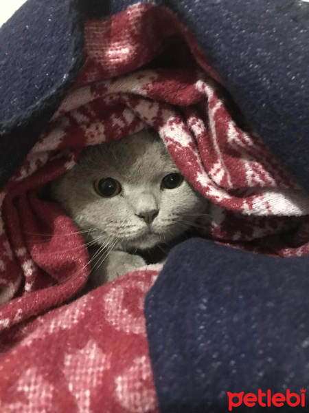 Scottish Fold, Kedi  Mia fotoğrafı