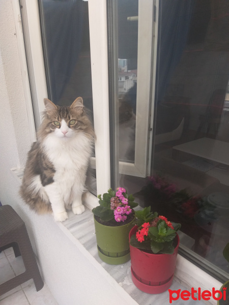 Norwegian Forest, Kedi  Atom fotoğrafı