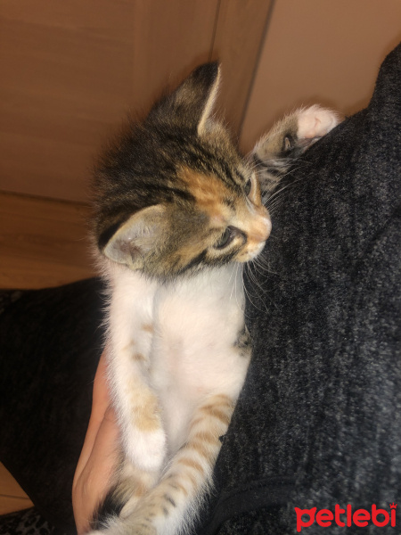 Tekir Kedi, Kedi  İsimsiz fotoğrafı