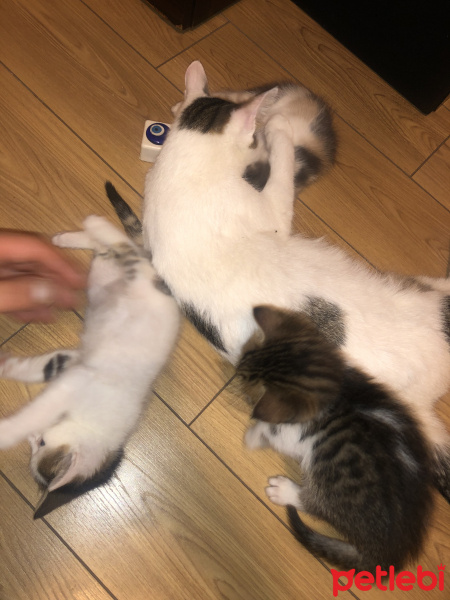 Tekir Kedi, Kedi  İsimsiz fotoğrafı