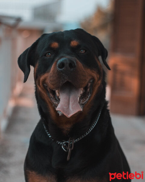 Rottweiler, Köpek  NEFES fotoğrafı