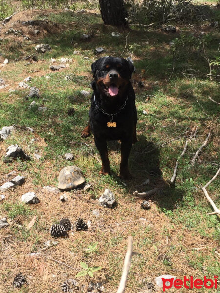 Rottweiler, Köpek  ODİN fotoğrafı