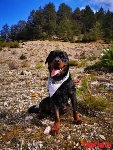 Rottweiler, Köpek  ODİN fotoğrafı