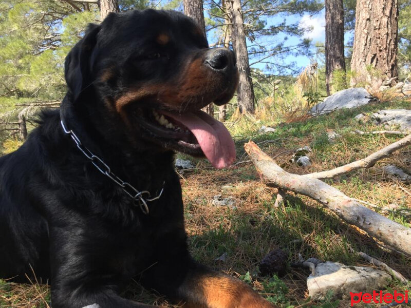 Rottweiler, Köpek  ODİN fotoğrafı