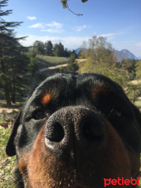 Rottweiler, Köpek  ODİN fotoğrafı