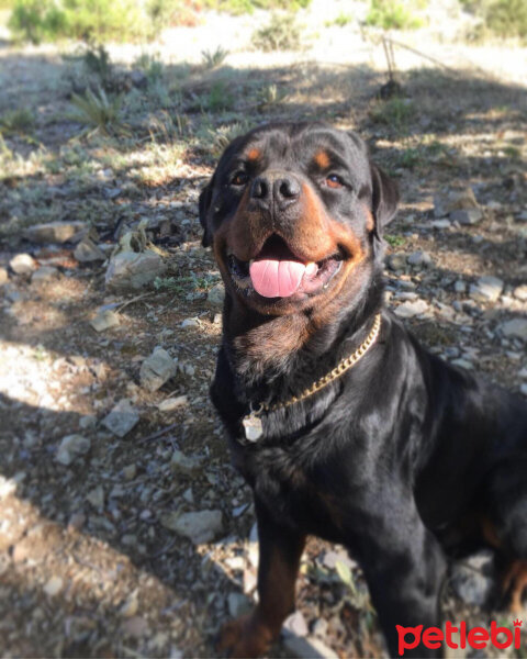 Rottweiler, Köpek  ODİN fotoğrafı