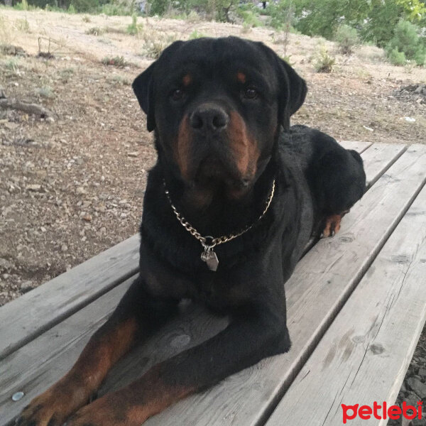 Rottweiler, Köpek  ODİN fotoğrafı