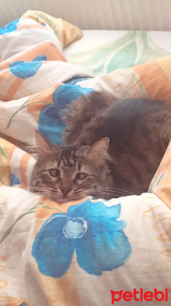 Tekir Kedi, Kedi  Şükufe fotoğrafı