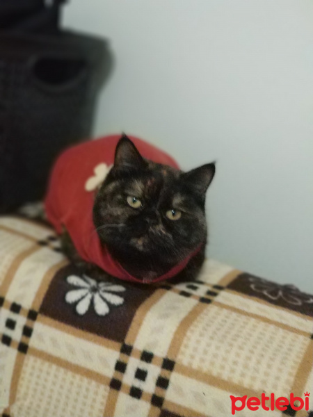 İran Kedisi (Persian), Kedi  Firuze fotoğrafı