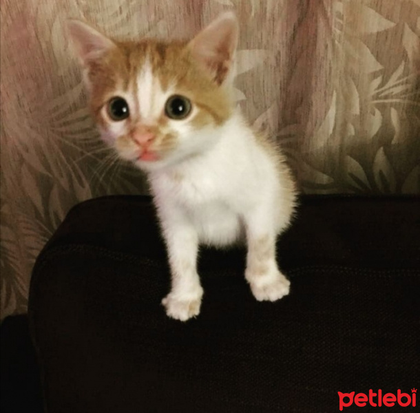 Soke, Kedi  lily fotoğrafı