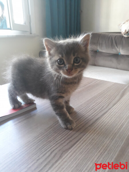 Chinchilla, Kedi  Gilbert fotoğrafı