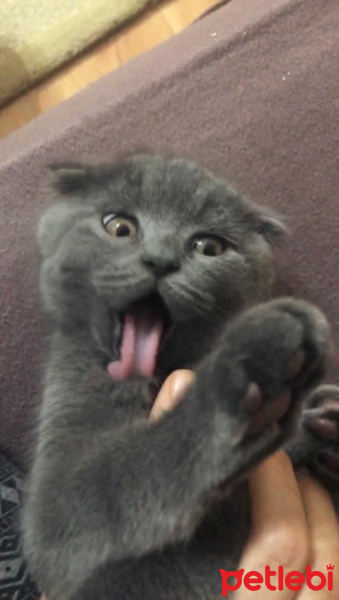 Scottish Fold, Kedi  bubble fotoğrafı