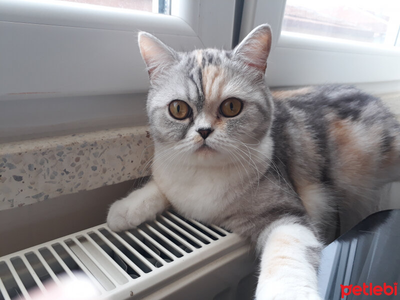 Scottish Fold, Kedi  LiLa fotoğrafı