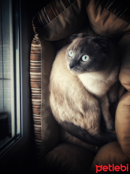 Scottish Fold, Kedi  Anakin fotoğrafı
