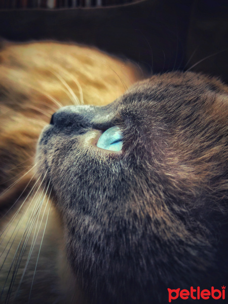 Scottish Fold, Kedi  Anakin fotoğrafı