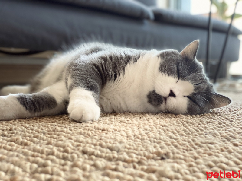 British Shorthair, Kedi  Lui fotoğrafı
