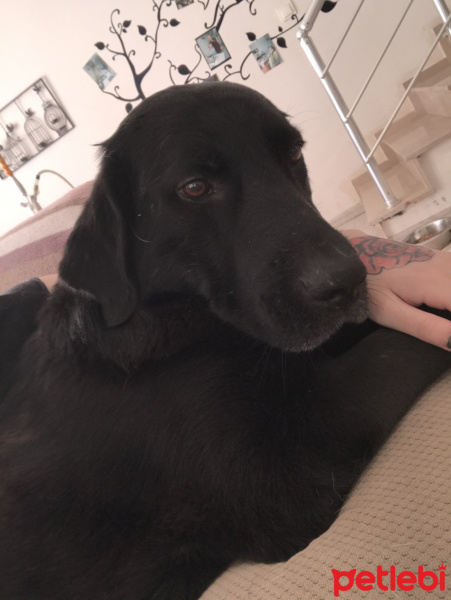 Labrador Retriever, Köpek  Paşa fotoğrafı