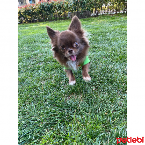 Chihuahua, Köpek  Leo fotoğrafı