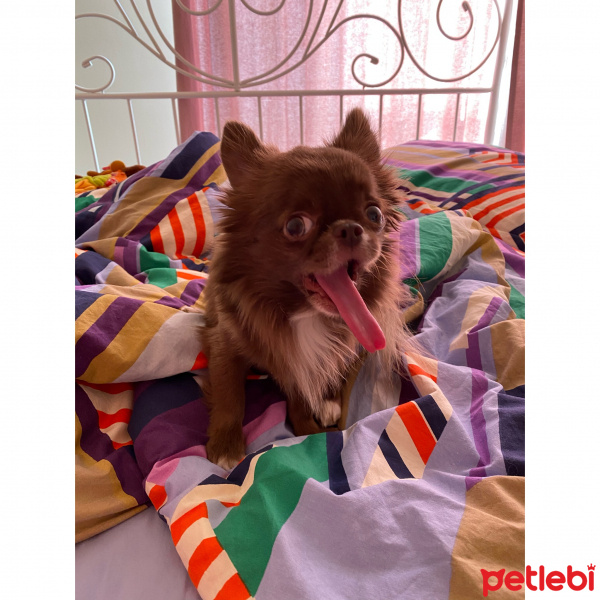 Chihuahua, Köpek  Leo fotoğrafı