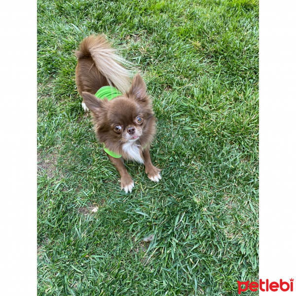 Chihuahua, Köpek  Leo fotoğrafı