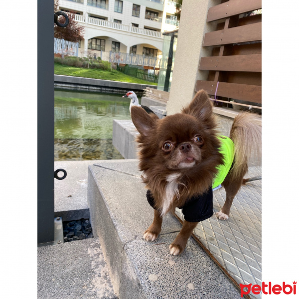 Chihuahua, Köpek  Leo fotoğrafı