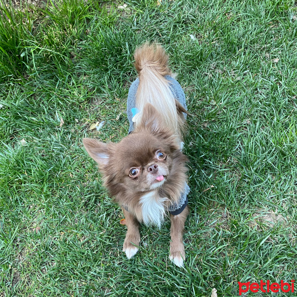 Chihuahua, Köpek  Leo fotoğrafı