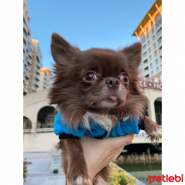 Chihuahua, Köpek  Leo fotoğrafı