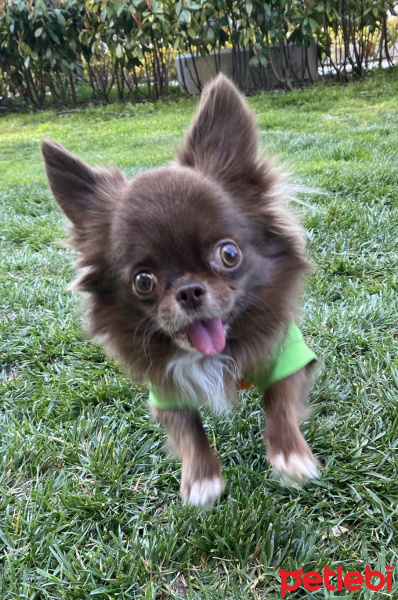 Chihuahua, Köpek  Leo fotoğrafı