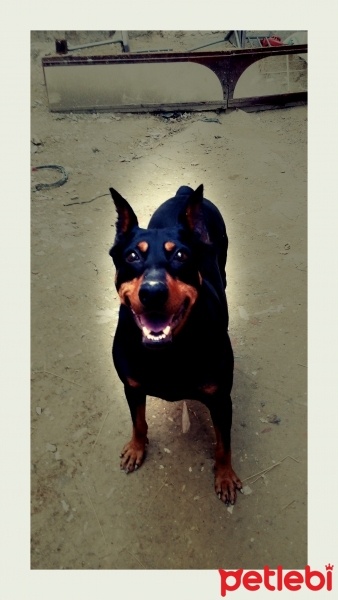 Doberman Pinscher, Köpek  Şila fotoğrafı