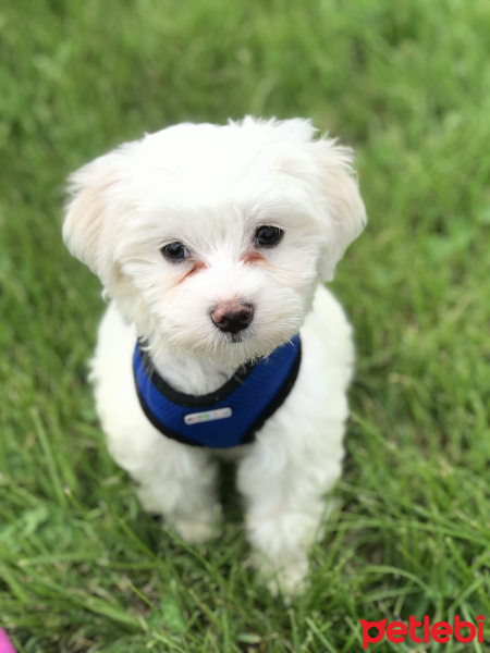 Maltese, Köpek  Tuti R. fotoğrafı