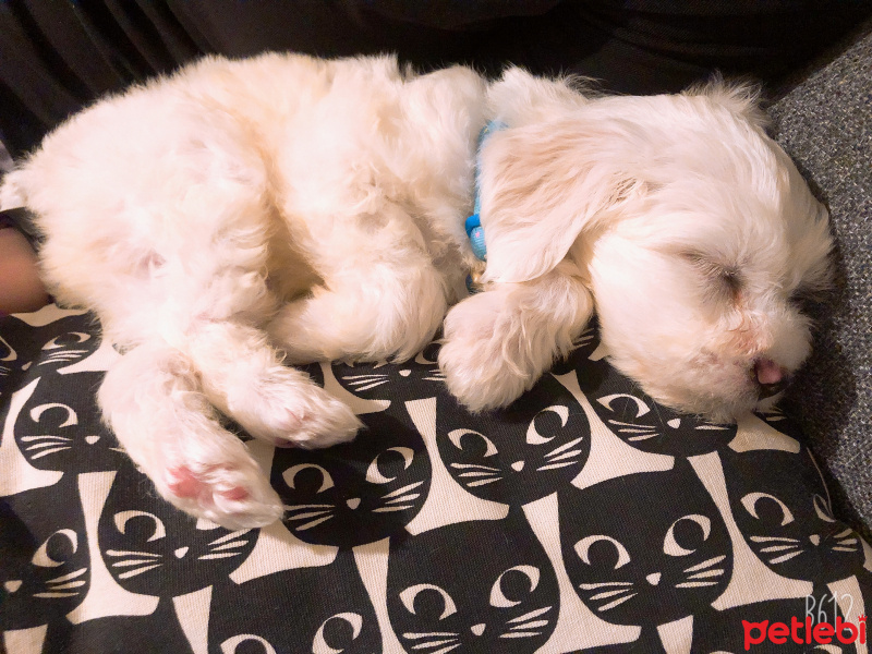 Maltese, Köpek  Tuti R. fotoğrafı